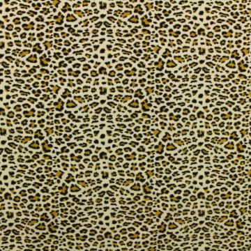 leopard on soft grey