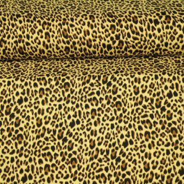 Sahara Leopard