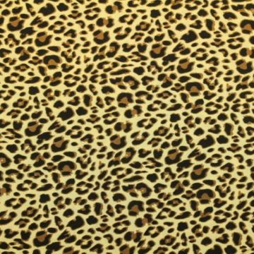 Sahara Leopard