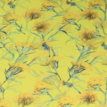 Yellow Dianthus