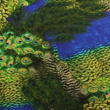 Lycra - Peacock and his Feathers Dark